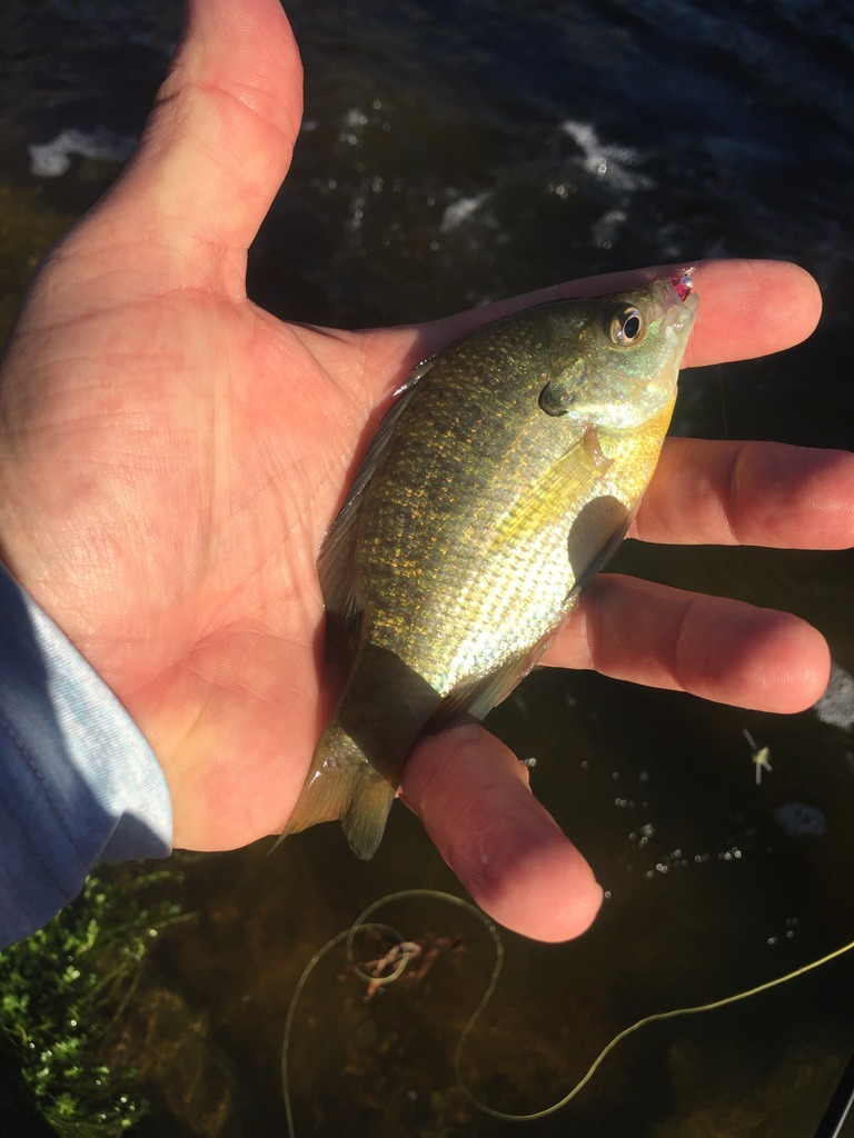 Ultralight Fly Fishing • Sulphur Creek, Lampasas Tx.